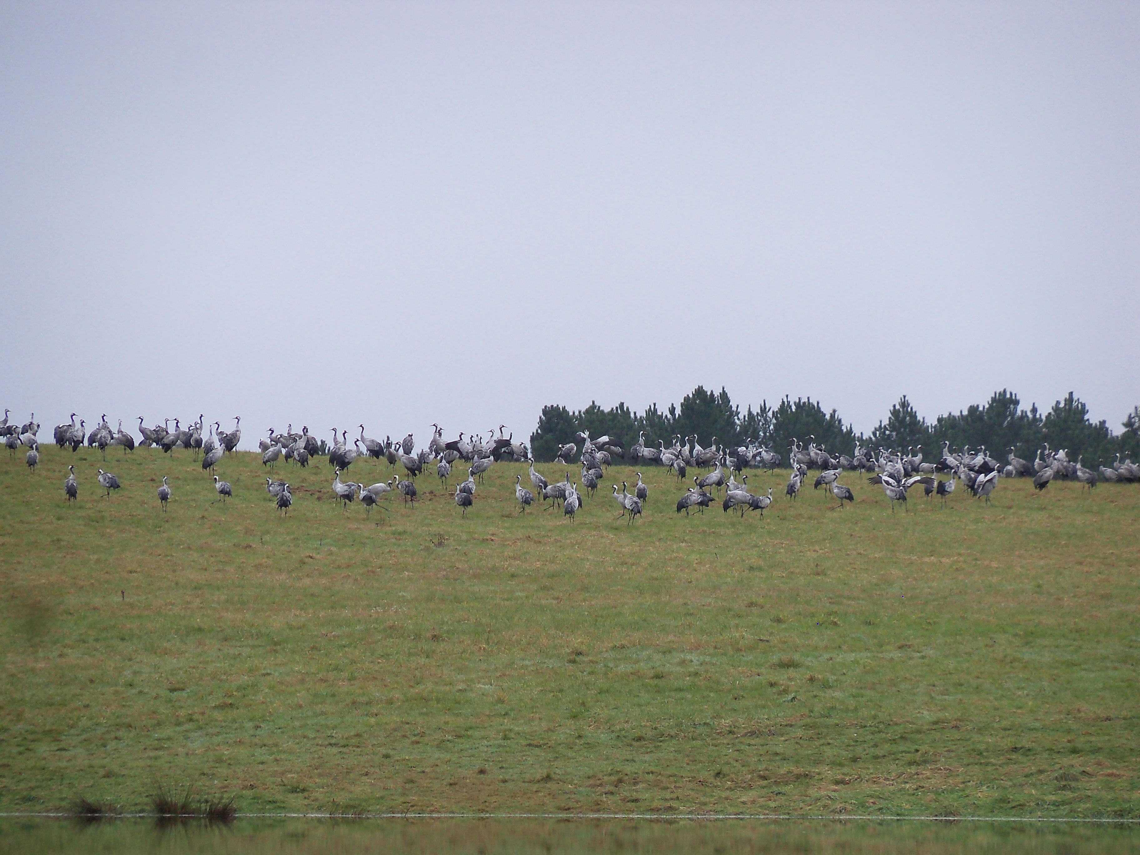 Les grues cendrées se posent dans la Double.