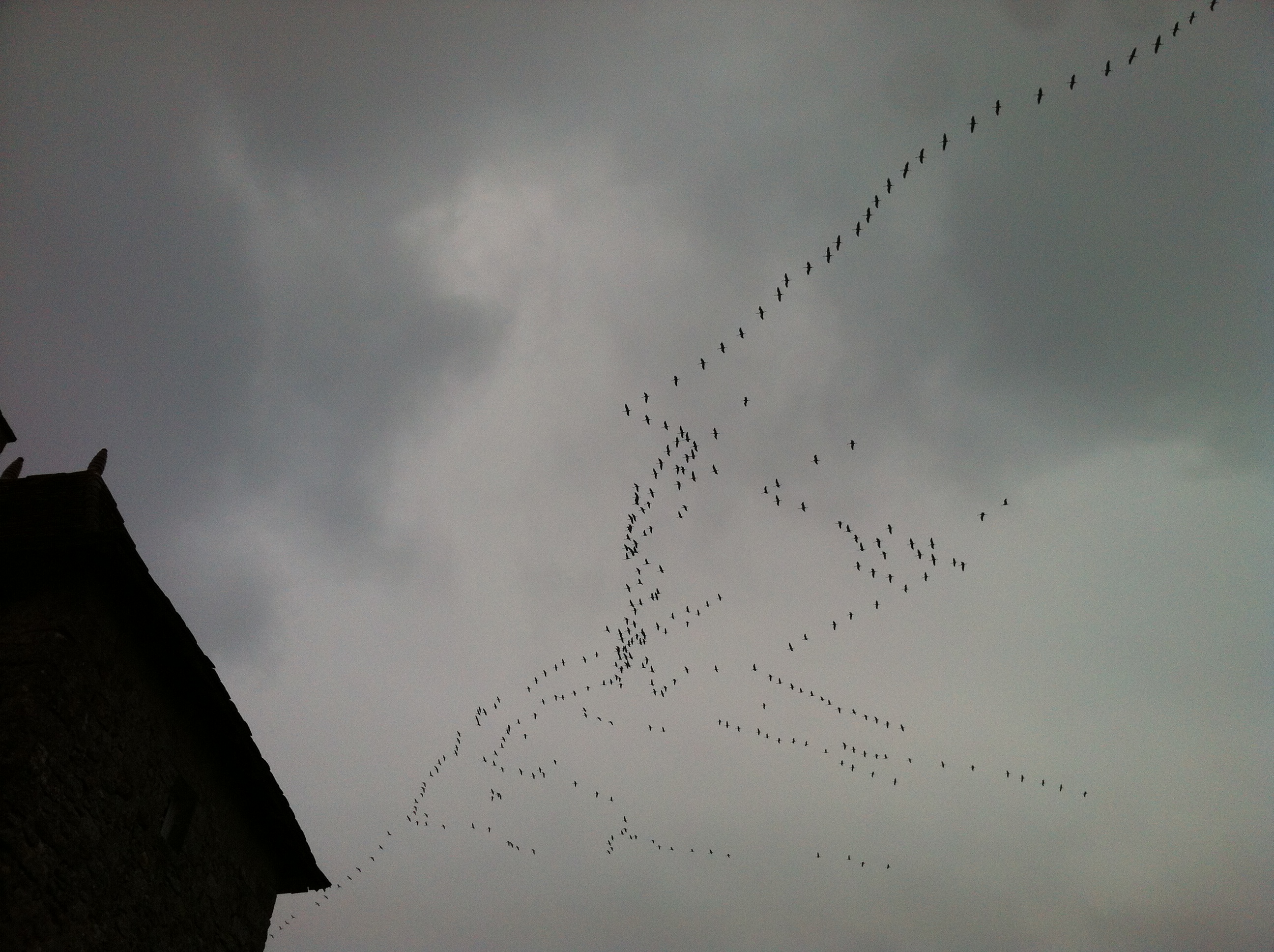Les grues cendrées survolent Puymangou.